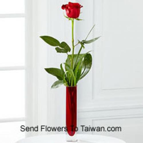 Cute Single Red Rose